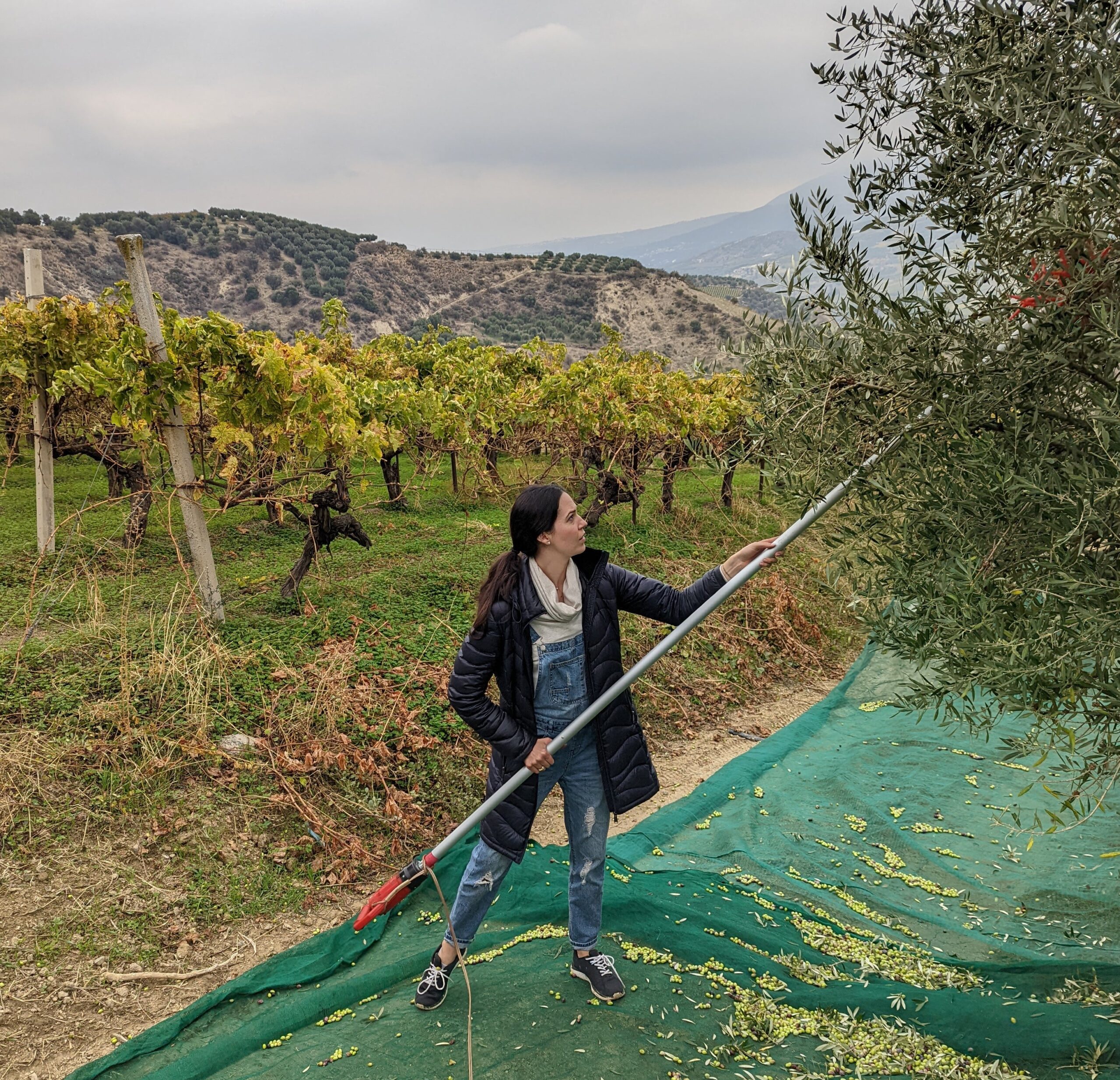 Woman picking olives from trees