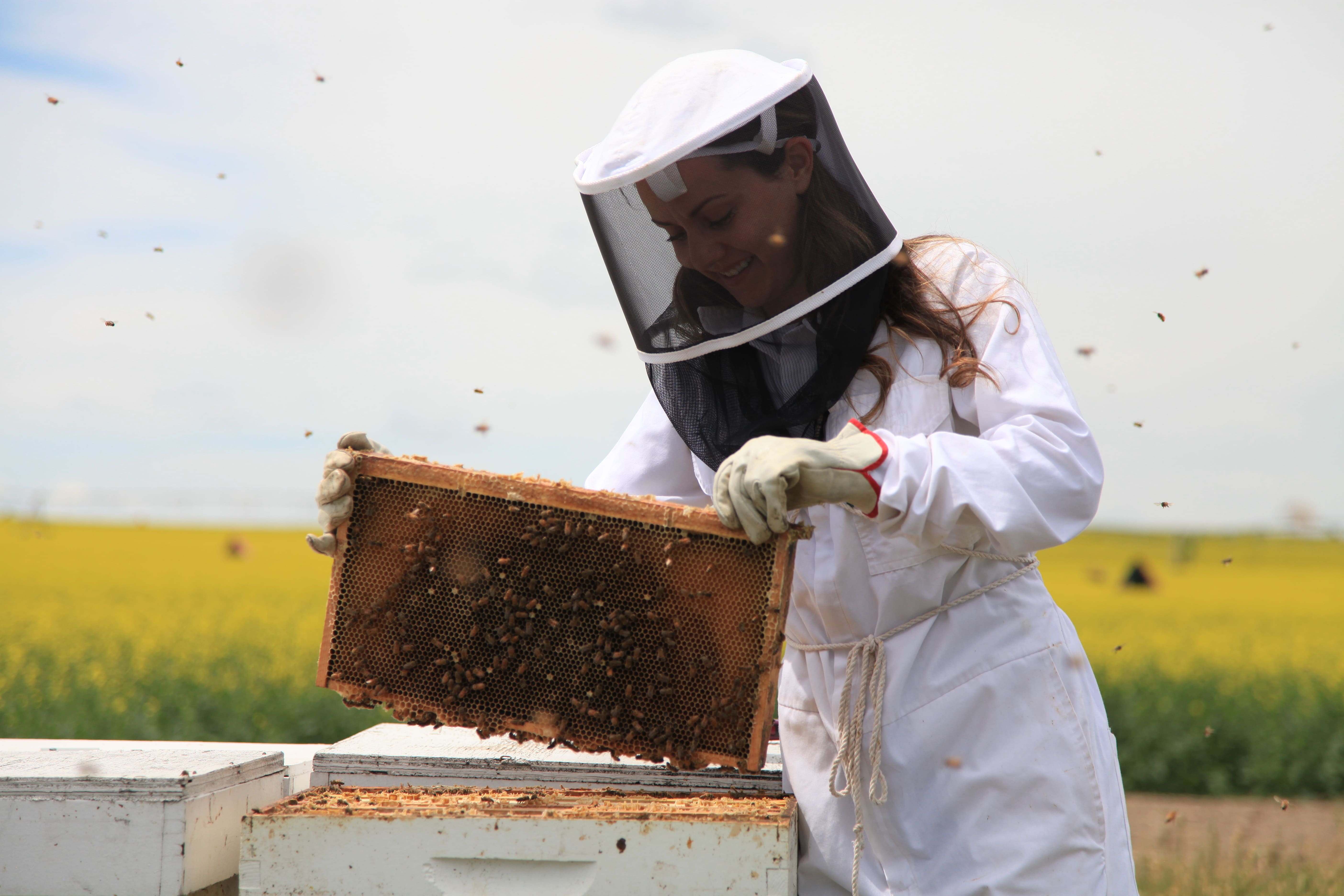 Tique Chandler beekeeping.